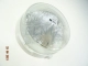 Plafoniera okrągła IP44 1xE27 klosz szklany przezroczysty biała Lena RONDO 2 150043-143075